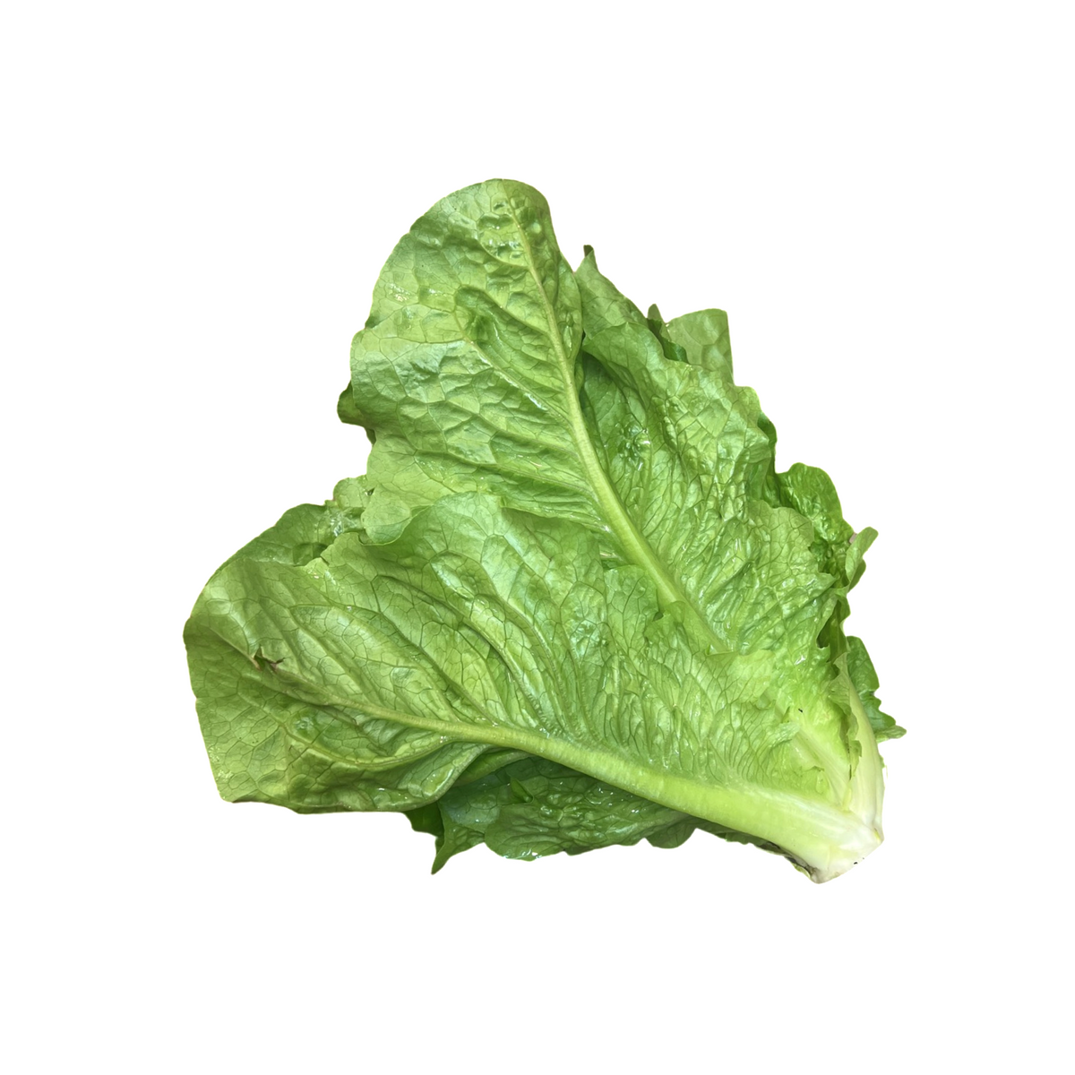 Lettuce Cos Dunn & Walton Organic Food Perth