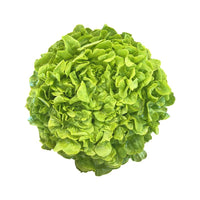 Lettuce Green Oakleaf