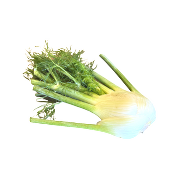Fennel